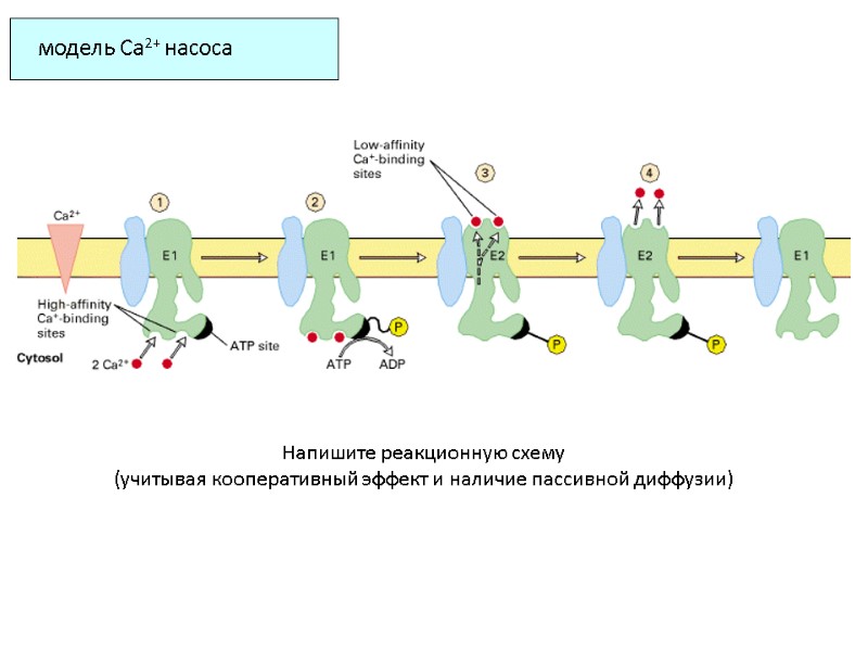 модель Ca2+ насоса  Напишите реакционную схему (учитывая кооперативный эффект и наличие пассивной диффузии)
